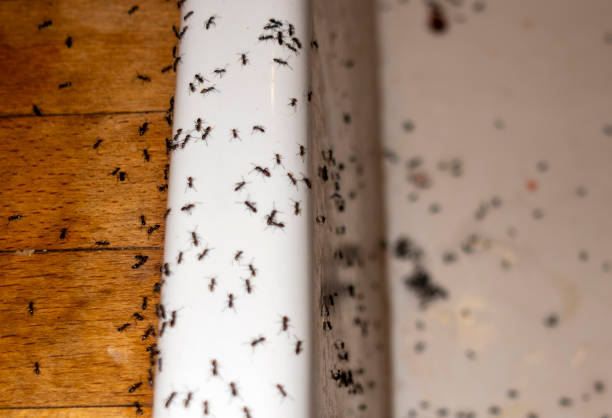 Best Commercial Pest Control Services  in Broadlands, VA